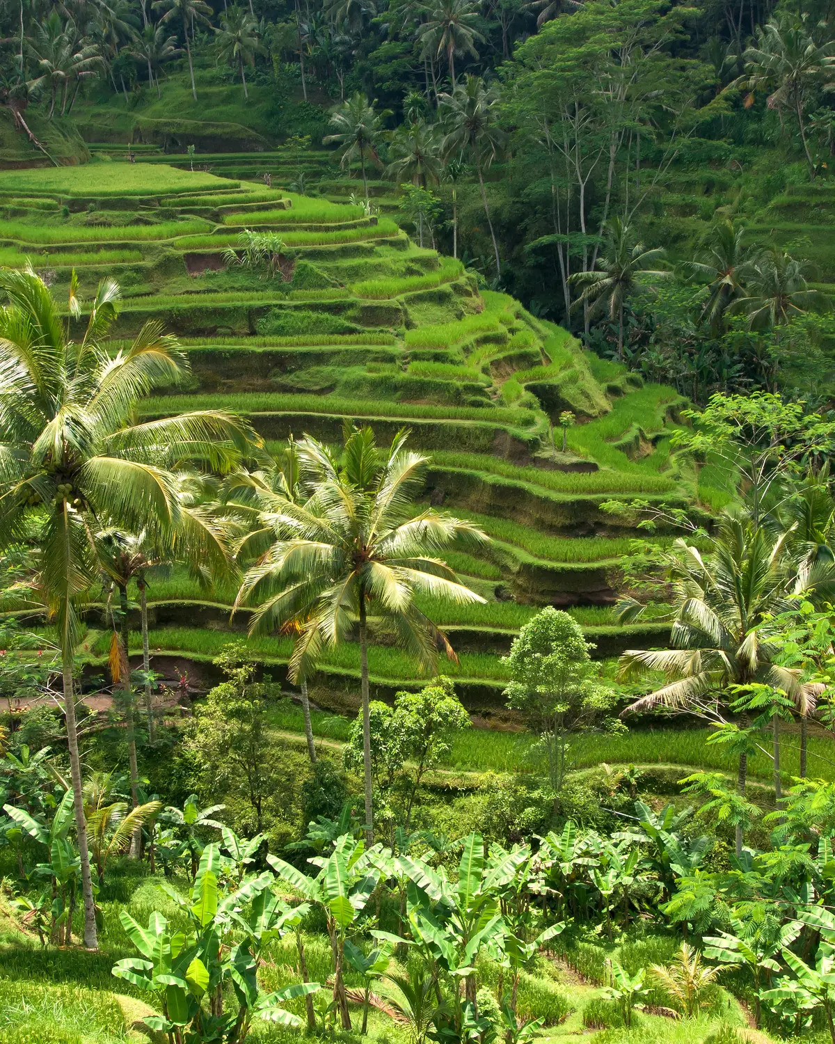 Rice terraces in Bali. Rice fields. Traditional rice farming in Bali. This is probably one of the most photographed in-land places in Bali. Tegallalang, Ubud. Bali, Indonesia.